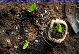Top 3 Organic Fertilizer Manufacturing Companies